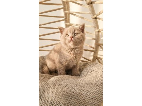 Safkan lilac british yavrularım yeni yuvalarını arıyorlar