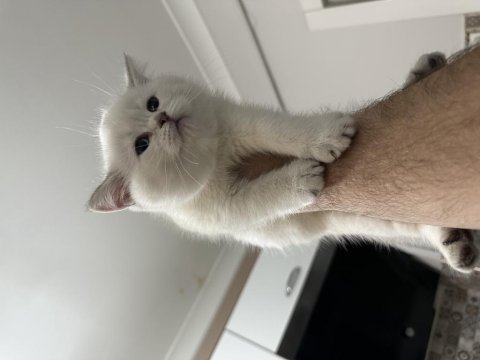 Ankarada eşi benzeri yok british longhair