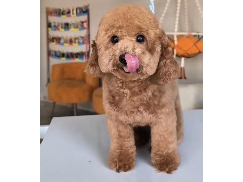 Eş ilanı köpeğimiz için