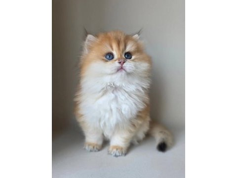 Asilzade golden british longhair 