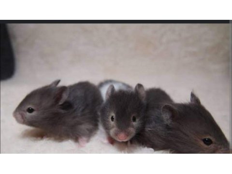 Aynı gün adrese teslim hamster yavrular ve setleri