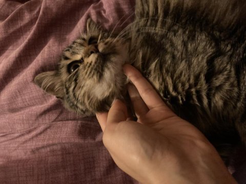 6 aylık kediciğe yuva arıyoruuz
