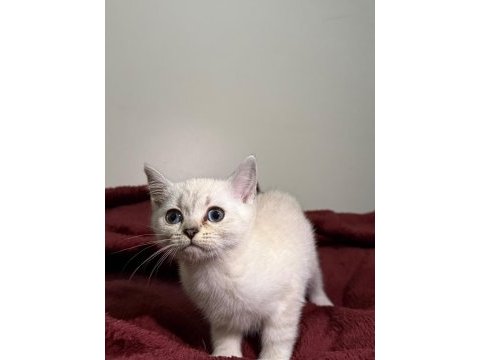 British shorthair bluepoint