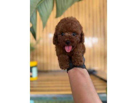 Toy poodle bebekler-referans yavru