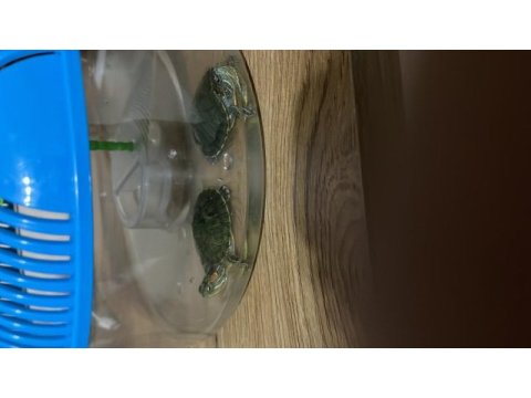 Sahiplendirilecek kutusuyla yavru kaplumbağalar