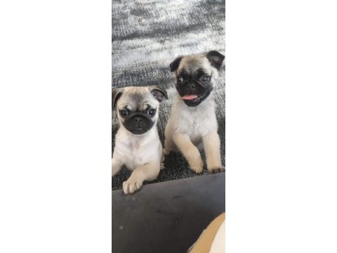 Muhteşem pug mops bebeklerimiz