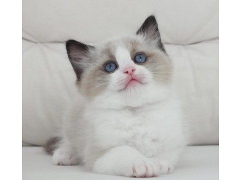 Full şecereli ragdoll yavruları