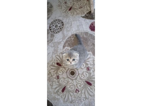 Rezerve açık scottish fold
