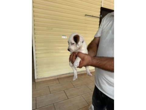 Jack russell yavruları