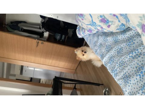 1 yaş pomeranian acil şehir değişikliği yapacağım için