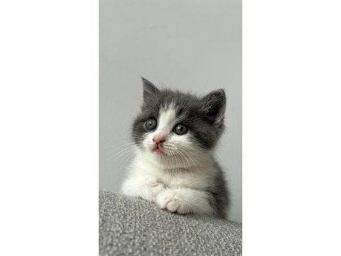 Çok acil istanbul içi scottish fold