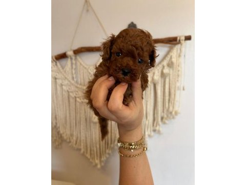 Kore poodle bebekler ev dogumu