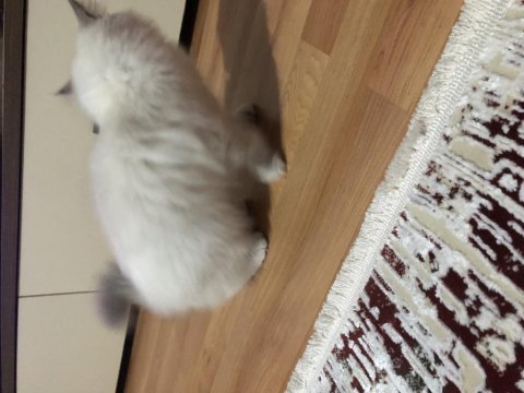4 aylık dişi ragdoll