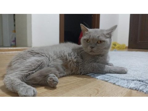 2 yaşında british dişi kedimiz