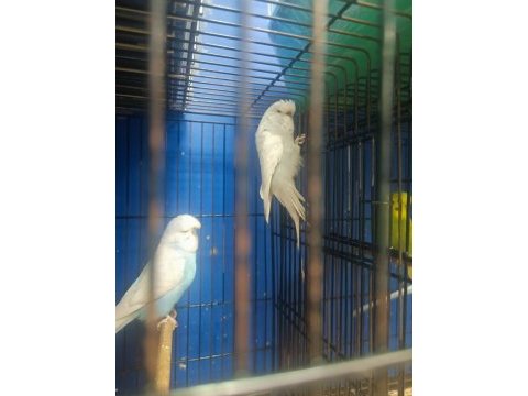 A kalite jumbo ve normal muhabbet kuşlarım