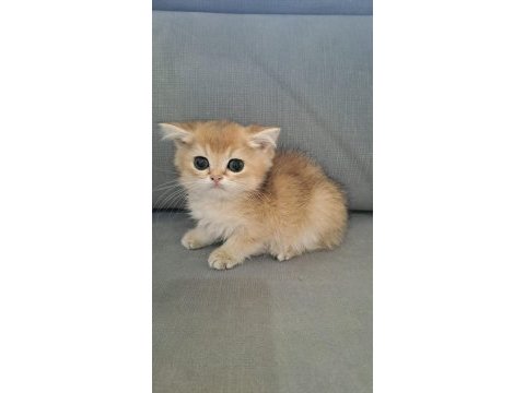 British shorthair golden erkek yavru