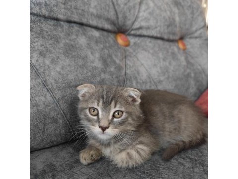 Sevimli scottish fold oğlumuza yuva arıyoruz