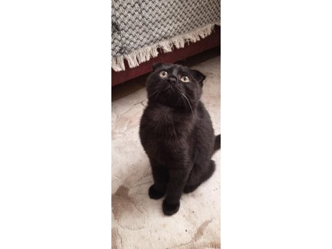 Scottish fold yavruları acil yuva