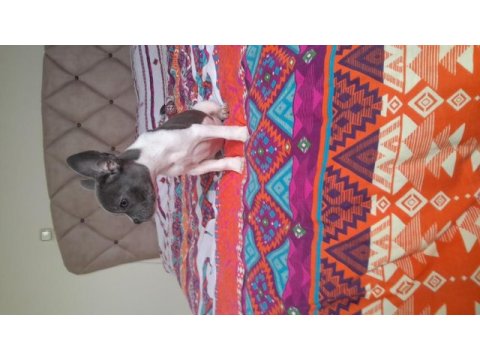 Hayatınıza sevgi katın french bulldog