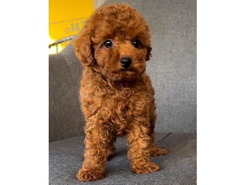 Micro boy toy poodle yavrular