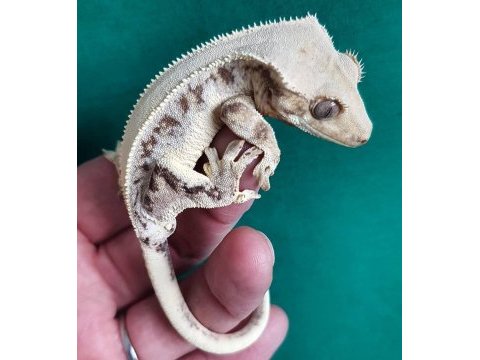 Uysal ve saglıklı crested geckolar