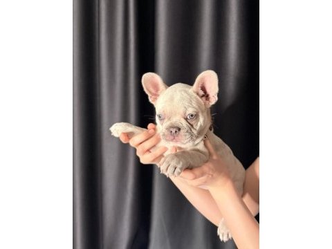 71 günlük safkan french bulldog bebek
