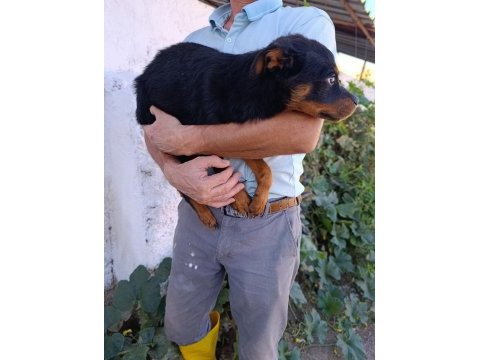 Rottweiler dişi yavrularımız