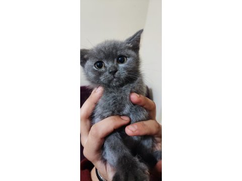 Sahibinden 3 aylık yavru scottish fold