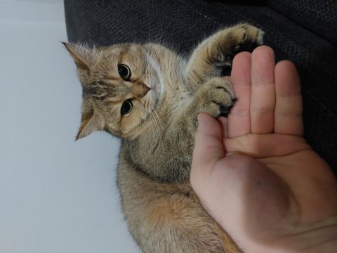 Eskişehir british shorthair silver shaded dişi