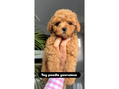 Toy poodle bebeklerimiz