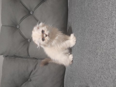 Scottish fold blue point yavrumuz