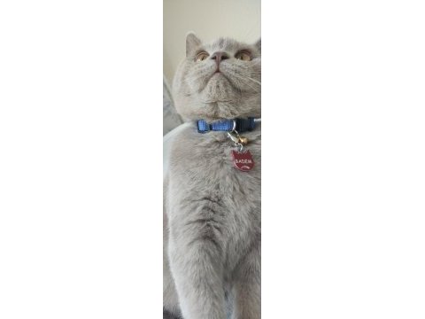 British shorthair