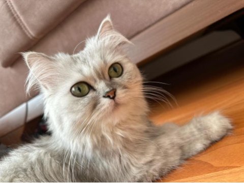 Chinchilla longhair