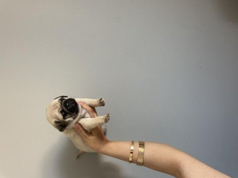 1 aylık pug mops bebekler