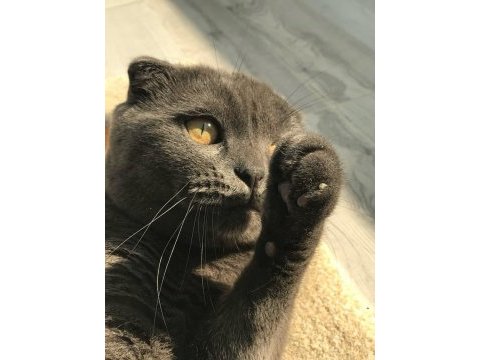 Ücretsiz sahiplendirilecek scottish fold