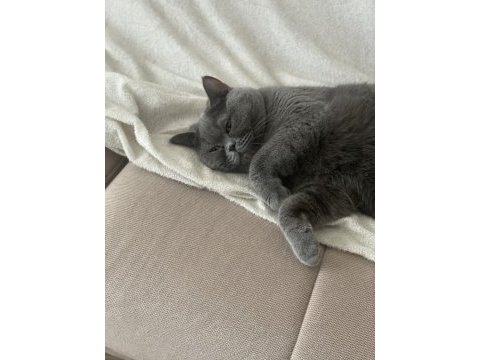 British shorthair 4 yaşında
