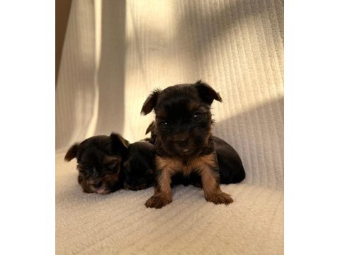 Teacup yorkshire terrier ev doğumlu yavrular