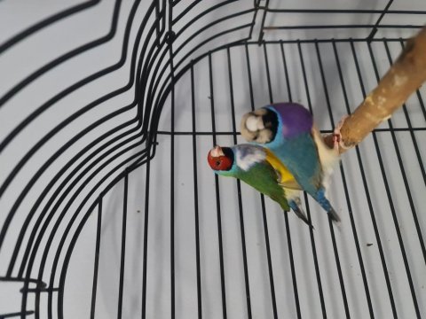 Çift goldian finch (gökkuşağı ispinozu)