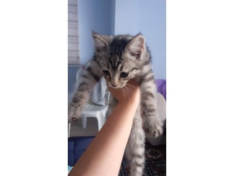 3 aylık gri erkek kedimiz yuvasını arıyor