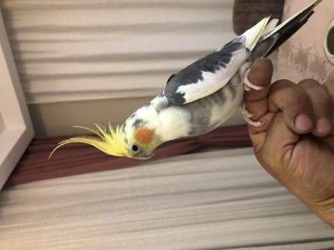 Full evcil konuşan sultan papağanı