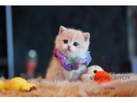 Safkan şecereli british shorthair prenses