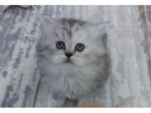 Anne safkan iran kedisi baba chinchilla