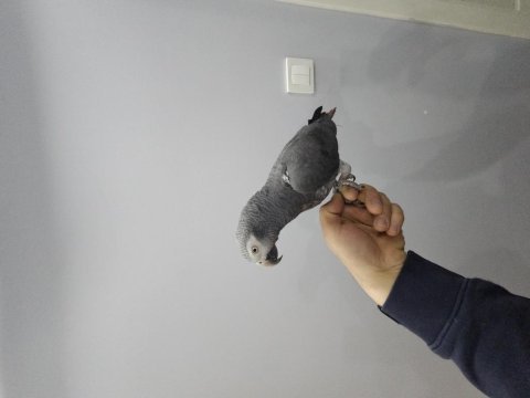 Full evcil konuşan jako