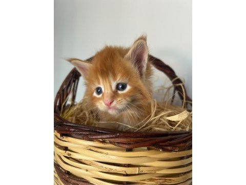 Sağlık ve ırk garantili minik maine coon devler
