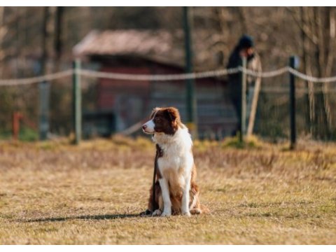 Kahve beyaz eğitimli border collie yavrusu