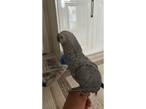 7 aylık jako kırmızı kuyruk jumbo boy