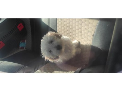 Şehir değişikliği nedeniyle sahiplendirilecek köpeğimiz