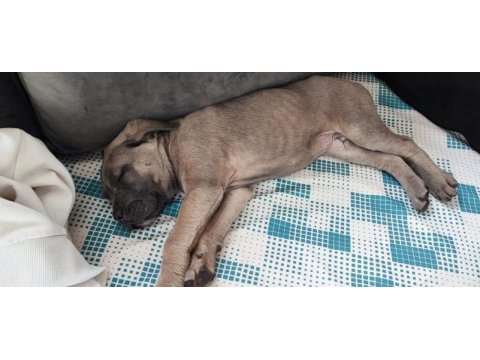 Sahiplendirme cane corso