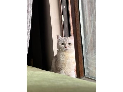 British shorthair kedisi 2 yaşında