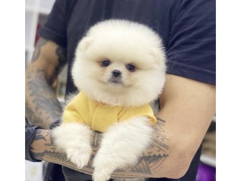 Pomeranian boo köpeği